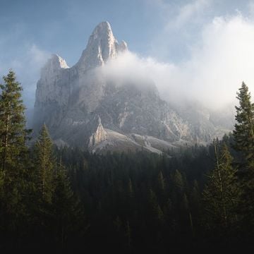 Forest photography course preview